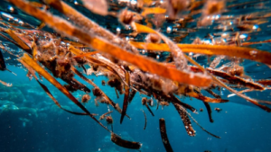 23 Cara Memulai Usaha Budidaya Rumput Laut yang Menguntungkan