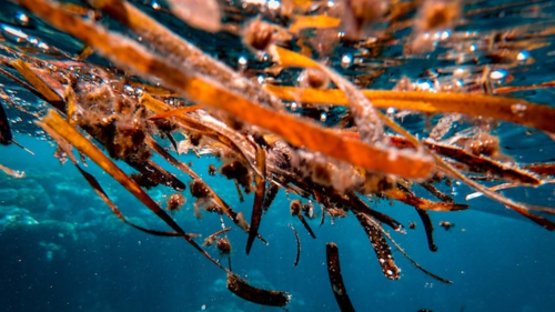 23 Cara Memulai Usaha Budidaya Rumput Laut yang Menguntungkan